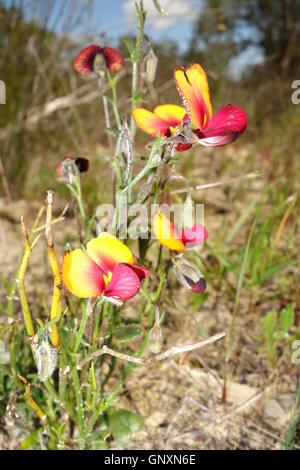 Perth, Westaustralien. 1. September 2016. – Oma Hauben (Isotropis Cuneifolia) blühen im Frühjahr im Wireless Hill Park, Perth. Westaustralien ist ein globaler Hotspot der floralen Biodiversität mit den meisten Wildblumenwiese, die sonst nirgendwo auf der Erde. Bildnachweis: Suzanne Long/Alamy Live-Nachrichten Stockfoto