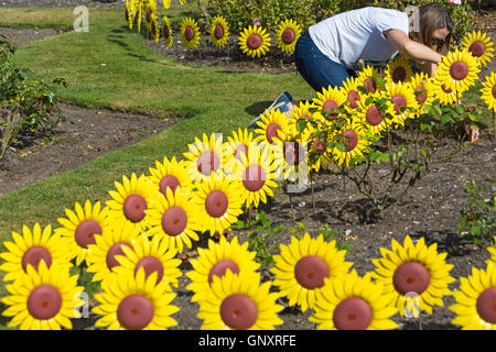 Poole, Dorset, UK. 1. September 2016. Eine ergreifende Darstellung von 1000 handgefertigten Metall- und Sonnenblumen gepflanzt durch Wald Holme Hospiz in Poole im Rose Garden in Poole Park um die 1000 Menschen vor Ort betreut jedes Jahr vertreten. Das Meer von gelben Blüten werden auf dem Display im September für die Öffentlichkeit zu besuchen und ihre lieben zu erinnern. Die Blumen wurden handgefertigt von Theatre Royal in Plymouth, die einen integralen Bestandteil im Tower of London Mohn Display gespielt. Bildnachweis: Carolyn Jenkins/Alamy Live-Nachrichten Stockfoto