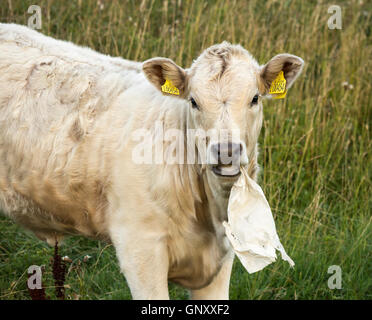 Kuh Essen weggeworfen plastc Beutel in die Landschaft. England. Großbritannien Stockfoto