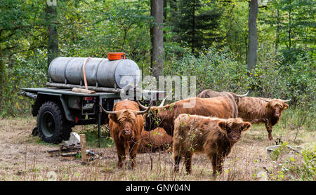 Celle, Deutschland. 01. Sep, 2016. Schottische Hochlandrinder stehen neben einem Wassertank in einem pastoralen Wald in Neustaedter Holz in der Nähe von Celle, Deutschland, 1. September 2016. In der pastoralen Wälder von Niedersachsen, Scottish Highland Rinder weiden und auf diese Weise erhalten die Wälder auf traditionelle Weise. Foto: SEBASTIAN GOLLNOW/Dpa/Alamy Live News Stockfoto