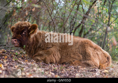 Celle, Deutschland. 01. Sep, 2016. Eine Schottisches Hochland Kalb liegt in einem pastoralen Wald in Neustaedter Holz in der Nähe von Celle, Deutschland, 1. September 2016. In der pastoralen Wälder von Niedersachsen, Scottish Highland Rinder weiden und auf diese Weise erhalten die Wälder auf traditionelle Weise. Foto: SEBASTIAN GOLLNOW/Dpa/Alamy Live News Stockfoto