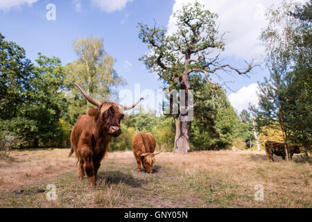 Celle, Deutschland. 01. Sep, 2016. Zwei schottische Hochlandrinder stehen vor einer alten Eiche in einem pastoralen Wald in Neustaedter Holz in der Nähe von Celle, Deutschland, 1. September 2016. In der pastoralen Wälder von Niedersachsen, Scottish Highland Rinder weiden und auf diese Weise erhalten die Wälder auf traditionelle Weise. Foto: SEBASTIAN GOLLNOW/Dpa/Alamy Live News Stockfoto