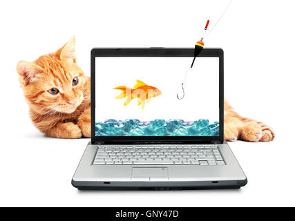 Goldfisch, Katze, laptop Stockfoto