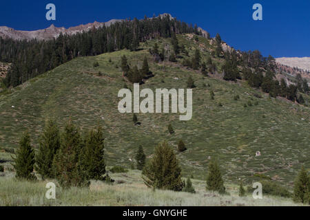 Mineral King Valley, Teil des Sequoia National Park. Kalifornien. USA Stockfoto