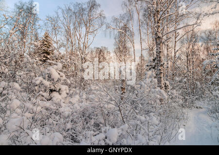 Verschneiten Wald im Abendlicht, Winterzeit Konzept Stockfoto