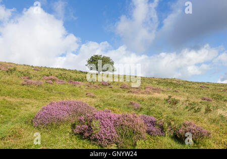Heather auf die lange Mynd ANOB und Shropshire Hügel, Shropshire, England, Vereinigtes Königreich Stockfoto