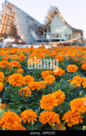 Tagetes Patula Blumenfeld, Orange Ringelblumen im Pavillon der Weltausstellung in Mailand 2015 Stockfoto