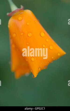 Eine kalifornische Mohn Blume (Escholtzia) mit orangefarbenen Blütenblätter in feinen Wassertropfen bedeckt. Stockfoto