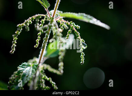 Nahaufnahme der Blüte Brennnessel (Urtica Dioica) mit kontrastierenden dunklen Hintergrund. Stockfoto