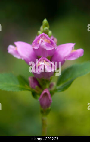 Chelone Obliqua (Turtle Kopf) Blütenstand mit markant geformten rosa Blüten im Spätsommer. Stockfoto