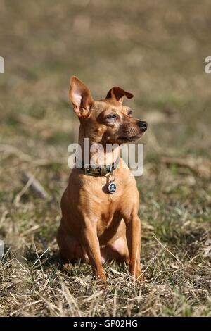 sitzen Pinscher Stockfoto