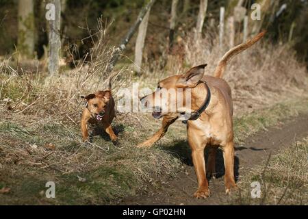 2 Hunde Stockfoto