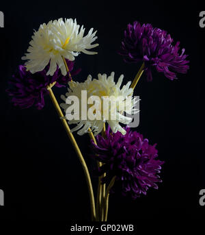 Chrysanthemeblumen in Vase auf schwarzem Hintergrund Stockfoto