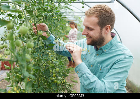 Landwirt Check-Tomatenpflanzen im Gewächshaus Stockfoto