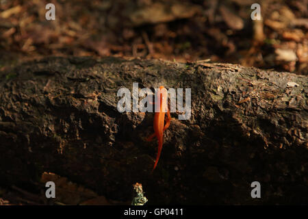 Rot Eft klettert einen umgestürzten Baumstamm auf dem Waldboden in den grünen Bergen des südlichen Vermont, USA Stockfoto