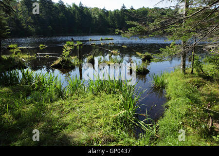 Biber Teich und Feuchtgebiete in den grünen Bergen des südlichen Vermont Stockfoto