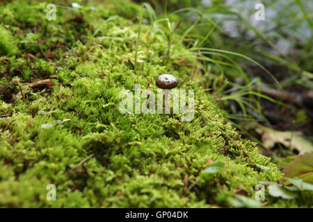 Adams Reservoir im Woodford State Park in den grünen Bergen des südlichen Vermont, USA. Eine natürliche üppigen Sphagnum Moos Pflanze garde Stockfoto