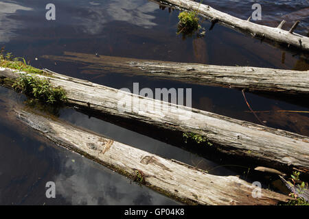 Alten Baumstämmen schwimmend auf einem Biber Teich in die grünen Berge des südlichen Vermont Stockfoto