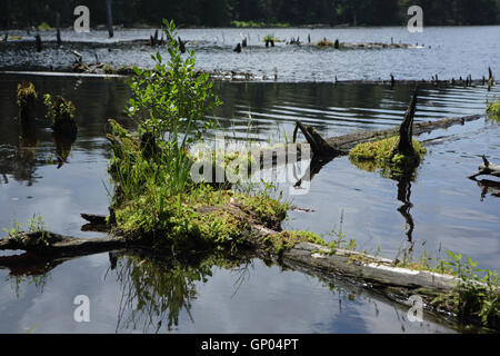 Biber Teich und Feuchtgebiete in den grünen Bergen des südlichen Vermont Stockfoto