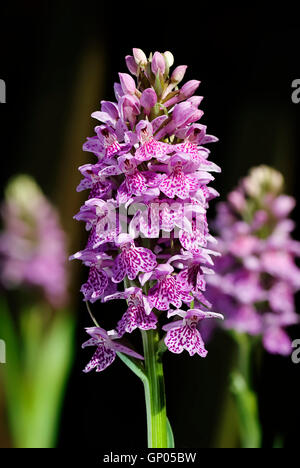 Dactylorhiza Kerryensis, Western Knabenkraut Stockfoto