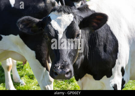 junge Kühe auf der Wiese stehen, sucht man in Kamera Stockfoto