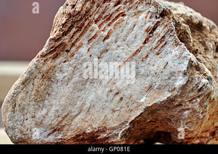 Fossilien im Kalkstein, 24 Millionen Jahre alt Stockfoto