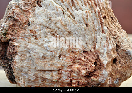 Fossilien im Kalkstein, 24 Millionen Jahre alt Stockfoto