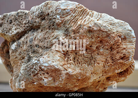 Fossilien im Kalkstein, 24 Millionen Jahre alt Stockfoto