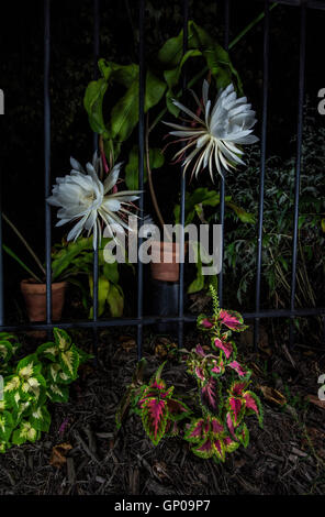 Nacht blühender Kaktus (Cereus) Stockfoto