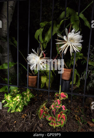 Nacht blühender Kaktus (Cereus) Stockfoto