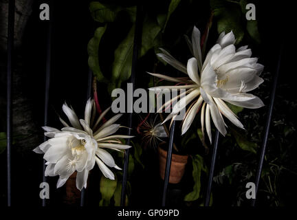 Nacht blühender Kaktus (Cereus) Stockfoto