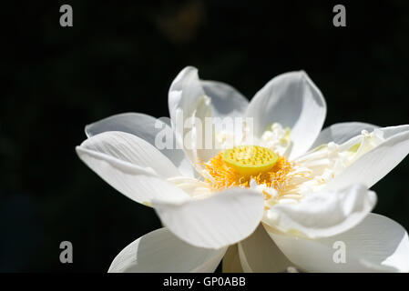 weiße Lotusblüte im Teich, isoliert auf schwarz. Nahaufnahme Stockfoto