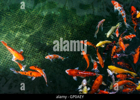 Koi-Karpfen schwimmen im Teich Stockfoto