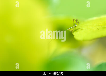 Nahaufnahme Grasshopper hocken auf einem Blatt, hellen grünen Hintergrund. Stockfoto