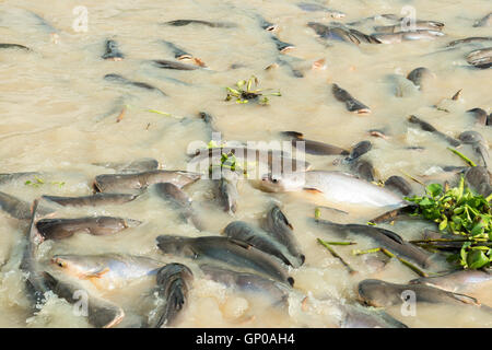 Fische im Kanal, Pangasius, Wels, gestreifter Schlangenkopf. Stockfoto