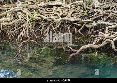 Die Wurzeln der Mangrovenbäume hautnah. Stockfoto