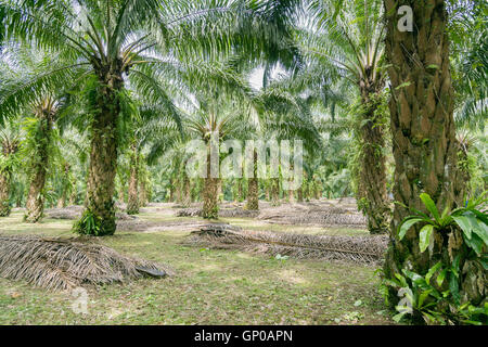 Gereifte Ölpalmen, Reihen von Ölpalmen-Plantage. Stockfoto