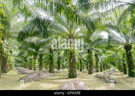 Gereifte Ölpalmen, Reihen von Ölpalmen-Plantage. Stockfoto