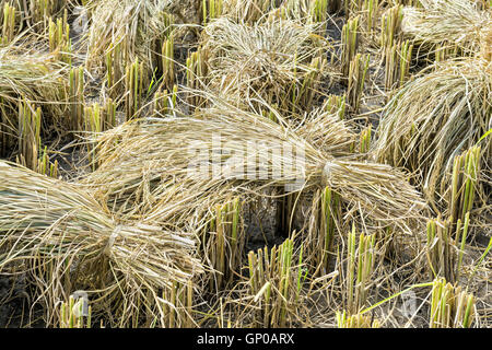 Geernteten Reisfeld mit Paddy um Ohr. Stockfoto