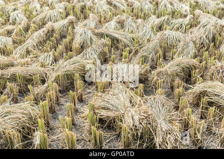 Geernteten Reisfeld mit Paddy um Ohr. Stockfoto