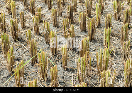 Nahaufnahme des geernteten Reisfeld. Stockfoto