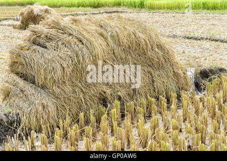 Ohr von Paddy Haufen, geernteten Reisfeld. Stockfoto