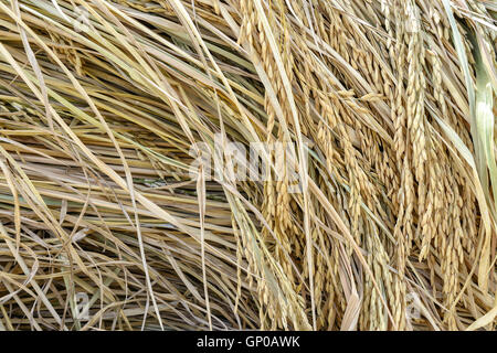 Ohr von Paddy Haufen, geernteten Reisfeld. Stockfoto