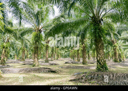 Gereifte Ölpalmen, Reihen von Ölpalmen-Plantage. Stockfoto