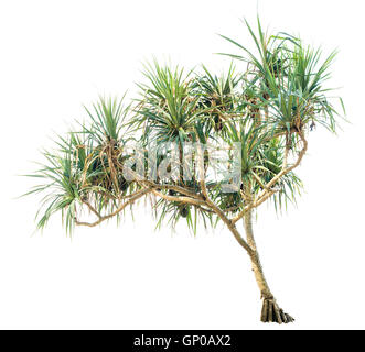 Schöne tropische Pflanze Pandanus Baum isoliert auf weißem Hintergrund. Stockfoto