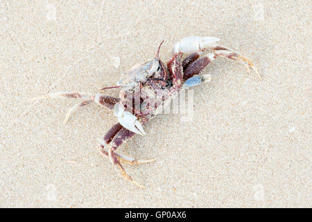 Toten Shore Crab kopfüber auf dem sand Stockfoto