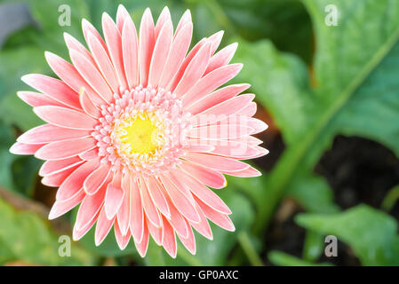 Gelben Nerven Gerbera Blüten mit rosa Blütenblättern auf grünem Garten Hintergrund. Stockfoto