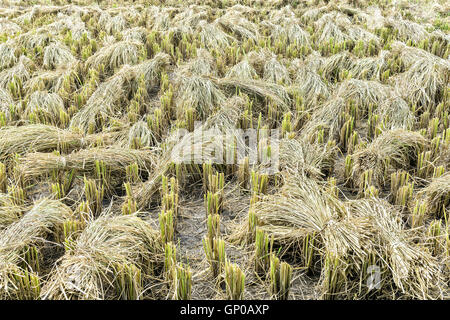 Geernteten Reisfeld mit Paddy um Ohr. Stockfoto