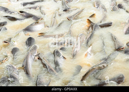 Fische im Kanal, Pangasius, Wels, gestreifter Schlangenkopf. Stockfoto