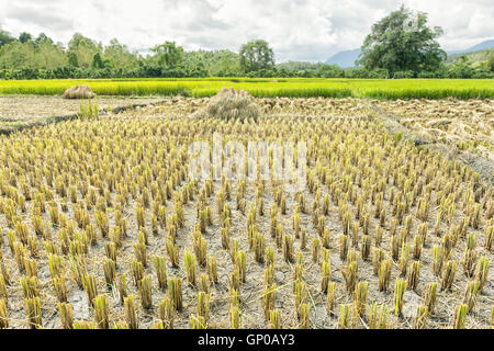 Geernteten Reisfeld mit Ohr von Paddy Hintergrund. Stockfoto